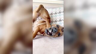 Funny Dog Does Yoga Stretch