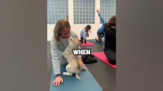 Special Yoga Room .#funny #warming #healing #cute #happy #dogs #shorts #shortvideo