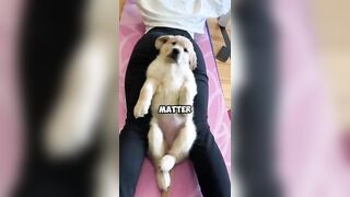 Special Yoga Room .#funny #warming #healing #cute #happy #dogs #shorts #shortvideo