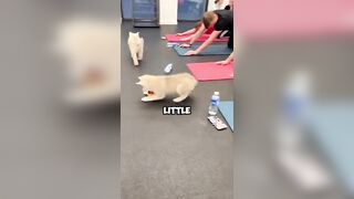 Special Yoga Room .#funny #warming #healing #cute #happy #dogs #shorts #shortvideo