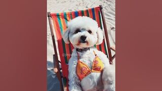 Puppy wearing bikini on the beach???? #bichon #puppy #puppies #shorts #doglover