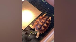 The funny thing is that the sulcata is stretching its legs #sulcata #sulcatatortoise #tortoise