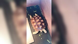 The funny thing is that the sulcata is stretching its legs #sulcata #sulcatatortoise #tortoise