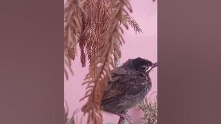 Video of Bulbul baby resting and stretching on branch #Birds #bulbulbird