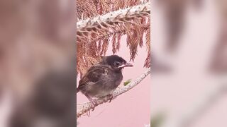 Video of Bulbul baby resting and stretching on branch #Birds #bulbulbird