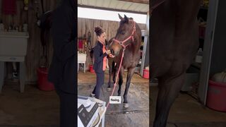 CUTE THOROUGHBRED STRETCHING FOR TREATS ???????? #pemf #stretchingexercises #hunterjumper #horsecare