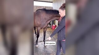 CUTE THOROUGHBRED STRETCHING FOR TREATS ???????? #pemf #stretchingexercises #hunterjumper #horsecare