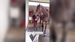 CUTE THOROUGHBRED STRETCHING FOR TREATS ???????? #pemf #stretchingexercises #hunterjumper #horsecare