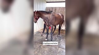 CUTE THOROUGHBRED STRETCHING FOR TREATS ???????? #pemf #stretchingexercises #hunterjumper #horsecare