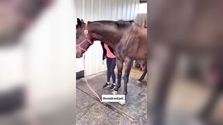 CUTE THOROUGHBRED STRETCHING FOR TREATS ???????? #pemf #stretchingexercises #hunterjumper #horsecare