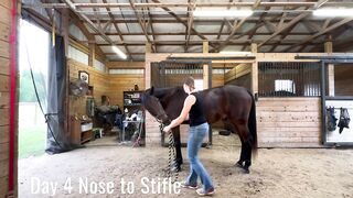 Horse Stretching, consistency PAYS off!