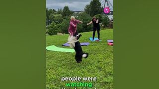 The dog & the yoga family....#shorts #shortsvideo #shortvideo #loyalpets #loyalcompanions #pets