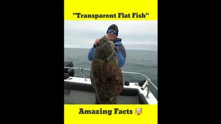 Transparent Flat Fish????????????#shorts #fish #ytshorts #youtubeshorts