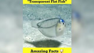 Transparent Flat Fish????????????#shorts #fish #ytshorts #youtubeshorts