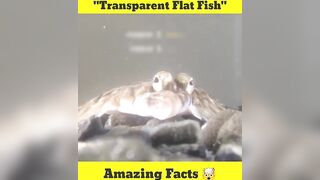 Transparent Flat Fish????????????#shorts #fish #ytshorts #youtubeshorts