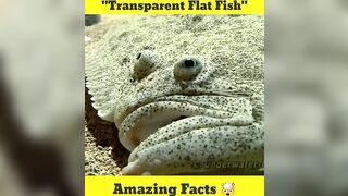 Transparent Flat Fish????????????#shorts #fish #ytshorts #youtubeshorts