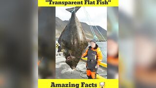 Transparent Flat Fish????????????#shorts #fish #ytshorts #youtubeshorts