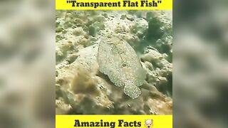 Transparent Flat Fish????????????#shorts #fish #ytshorts #youtubeshorts