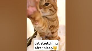 funny cat ???? cat stretching after sleep #catlover #cat #funny #shorts