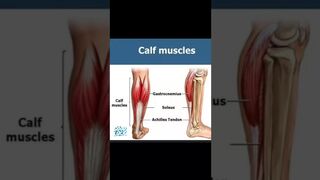 #calfmuscles #humananatomy #physiotherapy #orthophysio #yogapractice #exercise #stretching