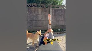 #shiba #dog #corgi #puppy #stretching #stretches #yoga #2024