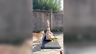 #shiba #dog #corgi #puppy #stretching #stretches #yoga #2024