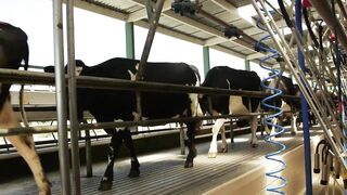 15 years of research: Milksmart and Flexible Milking research