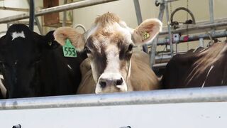 15 years of research: Milksmart and Flexible Milking research