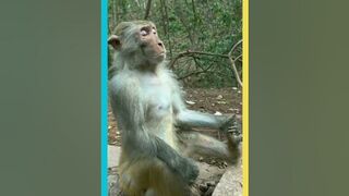 Monkey doing yoga, Jai Shree Ram #shortvideo #animals #monkey