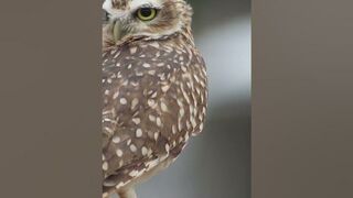 Incredibly flexible Owl's neck