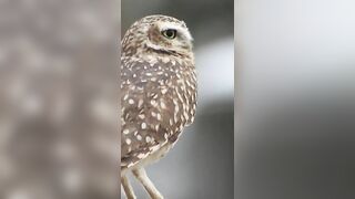 Incredibly flexible Owl's neck