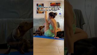 It turned out into Dog Yoga ???????????? #yogadaily #dachshundpuppy #stretching