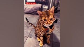 Bengal Cat Try On Haul: Cat Glasses ???? #bengal #bengalcat #tryonhaul