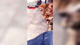 Bengal Cat Try On Haul: Cat Glasses ???? #bengal #bengalcat #tryonhaul