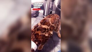 Bengal Cat Try On Haul: Cat Glasses ???? #bengal #bengalcat #tryonhaul