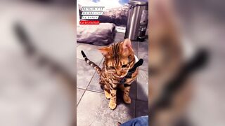 Bengal Cat Try On Haul: Cat Glasses ???? #bengal #bengalcat #tryonhaul