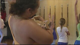 Kitty yoga classes raise money for cat rescue group