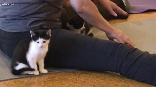 Kitty yoga classes raise money for cat rescue group