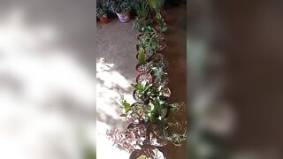 Estou vendendo Lingerie, plantas, guardanapos, toalhas de banho e de mão.