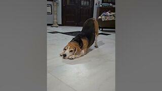 jerry the beagle doggo fur baby likes to pose watching videos of stretching seeing my other post