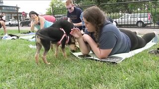 Canalside held a puppy yoga class with Buffalo Underdogs rescue