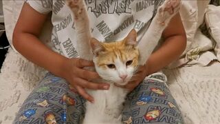 Stretching my ginger cat | Milothefurball