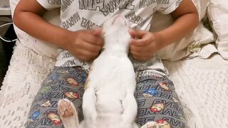 Stretching my ginger cat | Milothefurball