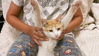 Stretching my ginger cat | Milothefurball