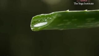 Fresh Aloe Vera for Skin: Discover the Magic with 3 Homemade Recipes| Radiant Glow! | Dr. Hansaji