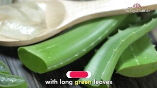 Fresh Aloe Vera for Skin: Discover the Magic with 3 Homemade Recipes| Radiant Glow! | Dr. Hansaji