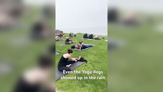 lil rainy yoga with our best friends! #yogaworkout #sunriseyoga #dog #dogyoga #rain