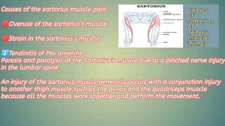 causes of sartorius muscle injury,anatomy, origin, insertion, action , release, stretching, release