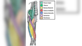 causes of sartorius muscle injury,anatomy, origin, insertion, action , release, stretching, release