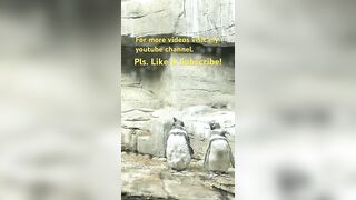 Penguin stretching & molting ????#cute #penguin #sleepy #seaanimals #stretch #molting #shorts